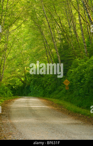 Ländliche unbefestigte Straße durch grüne Bäume und Wald entlang der Coastal Drive, Redwood-Nationalpark, Kalifornien Stockfoto