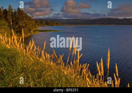 Pampasgras (Cortaderia Selloana) bei Sonnenuntergang, große Lagune, Humboldt Lagunen State Park, Kalifornien Stockfoto