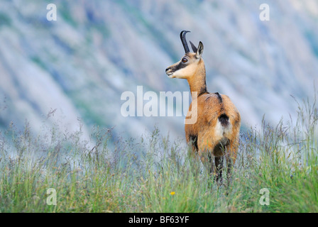 Gämse (Rupicapra Rupicapra), Erwachsene Fuß, Grimsel, Bern, Schweiz, Europa Stockfoto