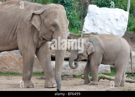 Mutter und Baby asiatische Elefanten im Zoo von Chester, Cheshire, England Stockfoto