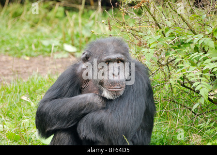 Schimpansen im Zoo von Chester, Cheshire, England Stockfoto