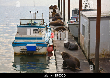 Steller Sea Lions Lounge auf Boot dock in Astoria, Oregon, USA Stockfoto