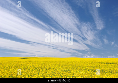 Raps-Feld in der Nähe von Carstairs, Alberta, Kanada Stockfoto