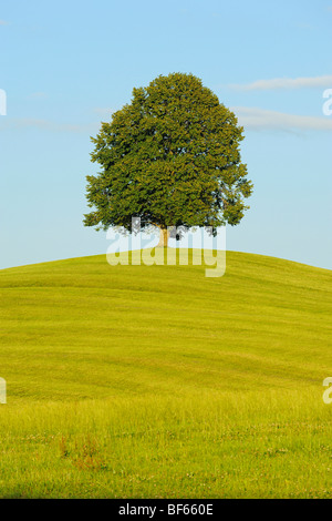 Linde (Tilia SP.), Baum im Sommer, Schweiz, Europa Stockfoto