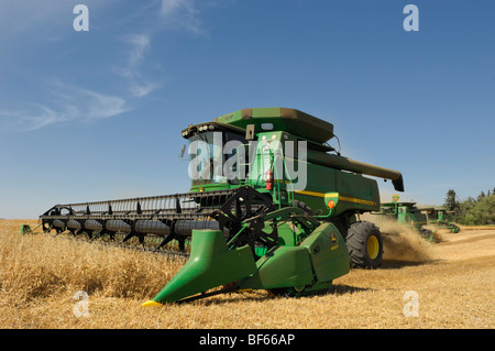 Farmer, die Kombination von einem Feld in der Nähe von Mundare, Alberta, Kanada Stockfoto