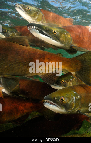 Roter Lachs Oncorhynchus Nerka, Kokanee, East River, Colorado Stockfoto