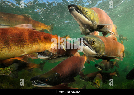 Roter Lachs Oncorhynchus Nerka, Kokanee, East River, Colorado Stockfoto