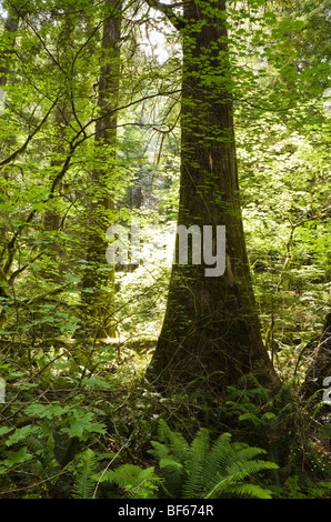 Nach oben auf eine große Zeder in einem Wald in der Nord-Kaskaden, Washington, USA. Stockfoto