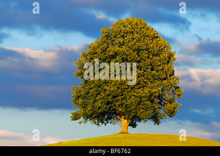 Linde (Tilia SP.), Baum im Sommer, Schweiz, Europa Stockfoto