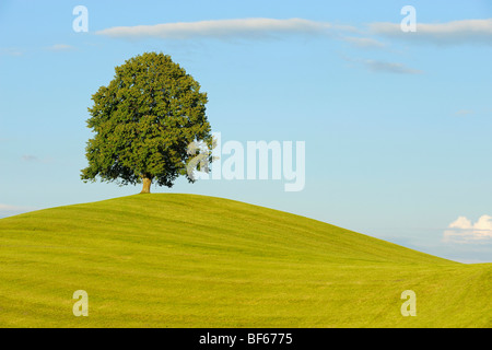 Linde (Tilia SP.), Baum im Sommer, Schweiz, Europa Stockfoto