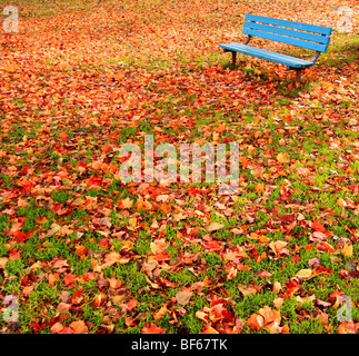 Eine einsame, blaue Bank in einem Park, umgeben von Herbstlaub. Stockfoto