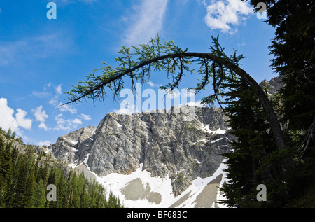 Ein Lärche Baum Gebeugt über Blue Lake in den Nord-Kaskaden in der Nähe von Washington Pass in Washington, USA. Stockfoto