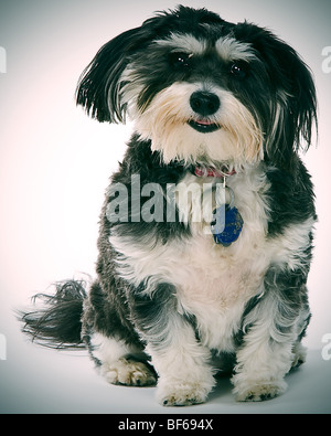 Havachon Hund. Halbe Havaneser und halbe Bichon Frise. Stockfoto