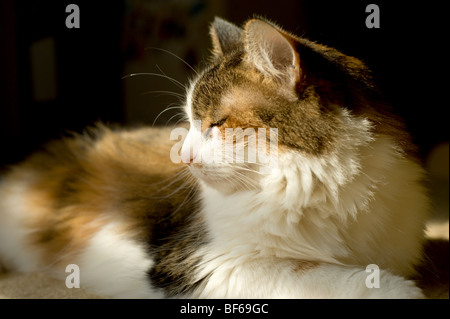 Langhaarige Calico-Katze in der Sonne liegen Stockfoto