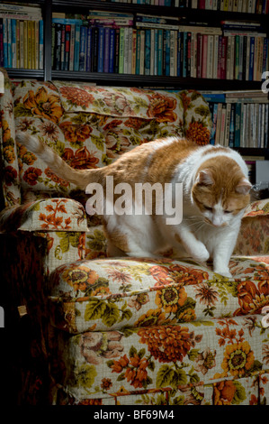 Orange-weiß gefleckte Katze auf einen Jahrgang 1970er Jahre geblümten Stuhl mit Übergewicht Stockfoto