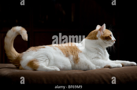 Orange-weiß gefleckte Katze Porträt mit Übergewicht Stockfoto