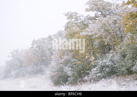 Frühen Schnee im Oktober. Stockfoto