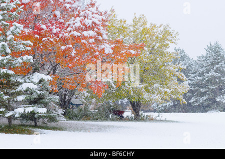 Frühen Schnee im Oktober. Stockfoto