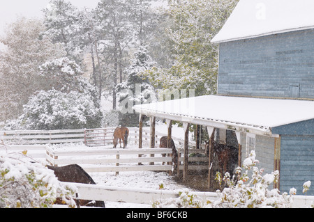 Pferdefarm im Schnee. Stockfoto