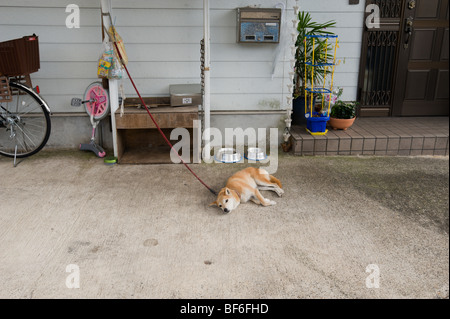 Ein japanischer Hund an seiner Kette außerhalb eines typischen Hauses in Kyoto, Japan Stockfoto