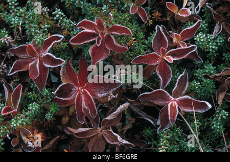 Blätter, Raureif, verglaste Frost, Denali Nationalpark, Alaska, Usa, Stockfoto