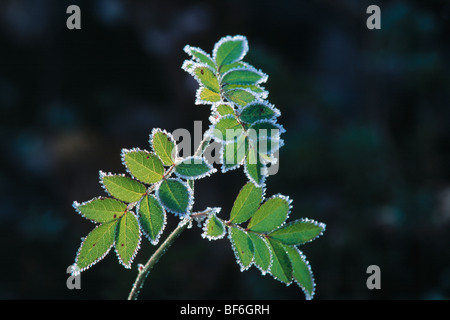 Blätter, Raureif, verglaste Frost, Denali Nationalpark, Alaska, Usa, Stockfoto