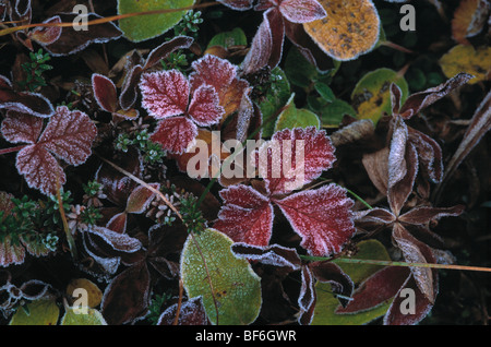 Blätter, Raureif, verglaste Frost, Denali Nationalpark, Alaska, Usa, Stockfoto