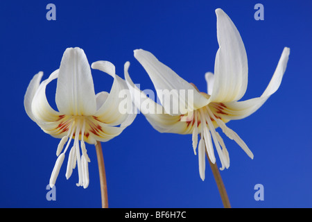 Erythronium Californicum 'White Beauty' (des Hundes-Zahn violett, Forelle Lily) Stockfoto