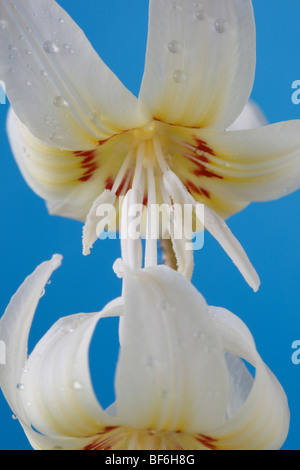 Erythronium Californicum 'White Beauty' (des Hundes-Zahn violett, Forelle Lily) Stockfoto