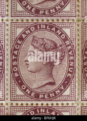 Penny-Flieder Stockfoto