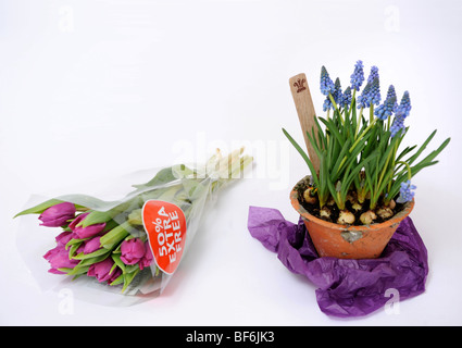 Kontrastierenden Blume gaben eine Reihe von Tulpen aus einem Supermarkt mit einem Topf Muscari Lampen von The Highgrove Shop in Tetbury Mar Stockfoto