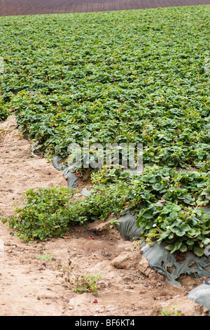 Erdbeerfeld, Santa Cruz in Kalifornien, USA Stockfoto