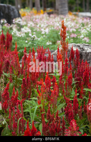 Blumen in voller Blüte zu Suan Nong Nooch oder NongNooch Tropical Botanical Garden Resort, Pattaya, Thailand - Flora und Fauna Stockfoto