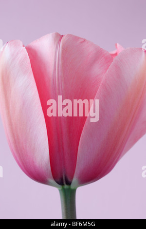 Tulipa "Rosa Impression" AGM (Tulip) Darwinhybrid Gruppe Stockfoto