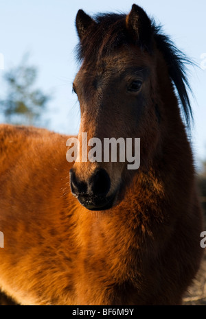 Dartmoor Pony Porträt Stockfoto