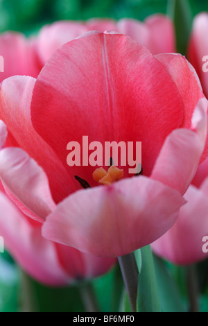 Tulipa "Rosa Impression" AGM (Tulip) Darwinhybrid Gruppe Stockfoto