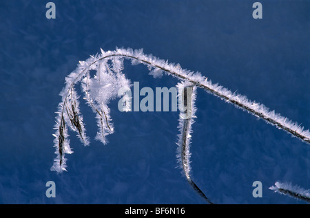 Blätter, Raureif, verglaste Frost, Denali Nationalpark, Alaska, Usa, Stockfoto