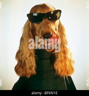 Cocker Spaniel Hund mit Sonnenbrille und pullover Stockfoto