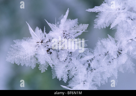 Blätter, Raureif, verglaste Frost, Denali Nationalpark, Alaska, Usa, Stockfoto