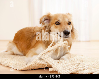 schlechte Angewohnheit: Mischlingshund Teppich zu zerstören Stockfoto