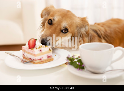 schlechte Angewohnheit: Mischlingshund am Tisch essen Kuchen Stockfoto