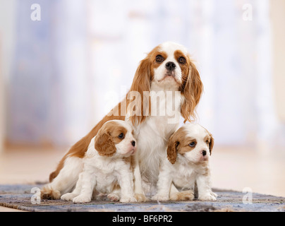Cavalier King Charles Spaniel Hund und zwei Welpen Stockfoto