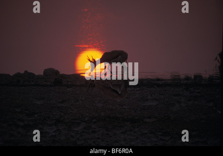 Impala, Aepyceros melampus Stockfoto