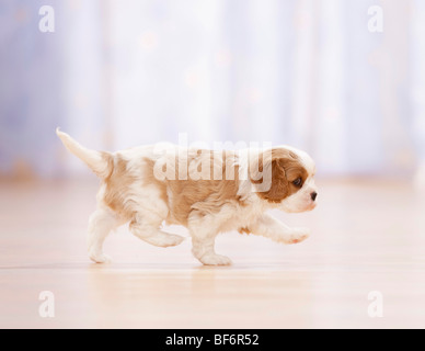 Cavalier King Charles Spaniel Hund - Welpe - zu Fuß Stockfoto