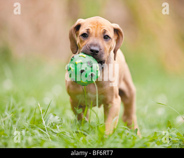 Rhodesian Ridgeback Hund - Welpe mit ball Stockfoto