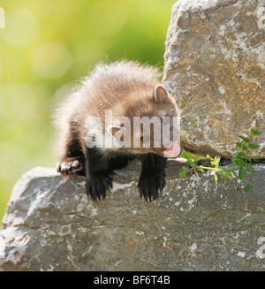 junge Steinmarder auf Stein / Martes Foina Stockfoto