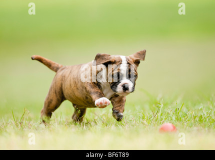Continental Bulldog - Welpe auf Wiese Stockfoto