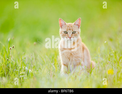 Hauskatze - sitzen auf der Wiese Stockfoto