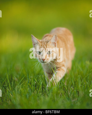 Hauskatze - zu Fuß auf der Wiese Stockfoto