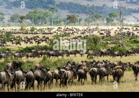 Wanderung der Gnus - Masai Mara National Reserve, Kenia Stockfoto